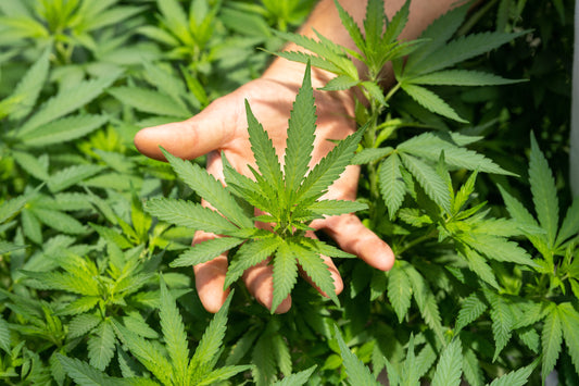 Exploring the Versatility and Sustainability of Hemp Fiber